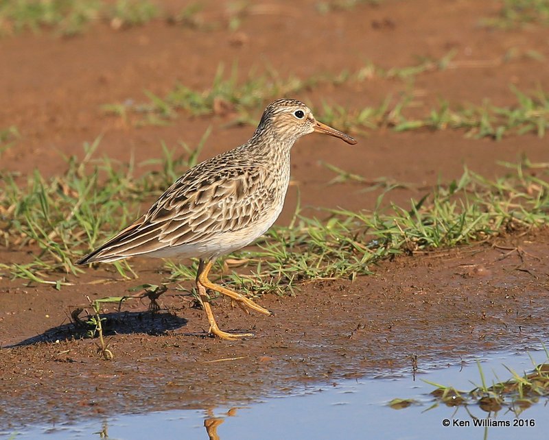 Pectoral Sandpiper, Tulsa Co, OK, 4-28-16, Jpa_51053.jpg