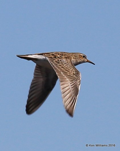 Pectoral Sandpiper, Tulsa Co, OK, 4-30-16, Jpa_51556.jpg