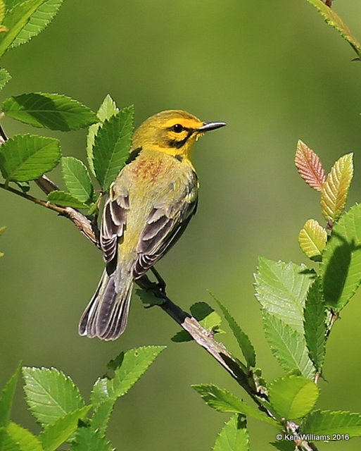 Prairie Warbler, Nickel Preserve, Cherokee Co, OK,  5-4-16, Jpa_52198.jpg