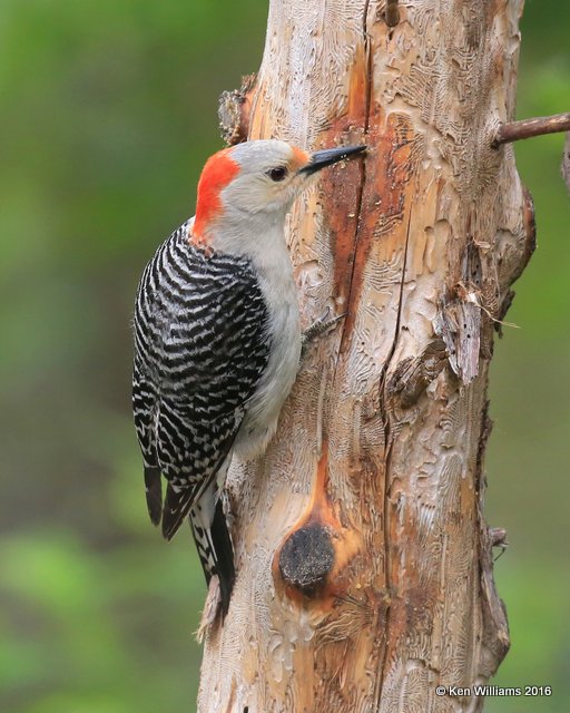 Red-bellied Woodpecker female, Rogers Co yard, OK, 5-2-16, Jpa_51876.jpg