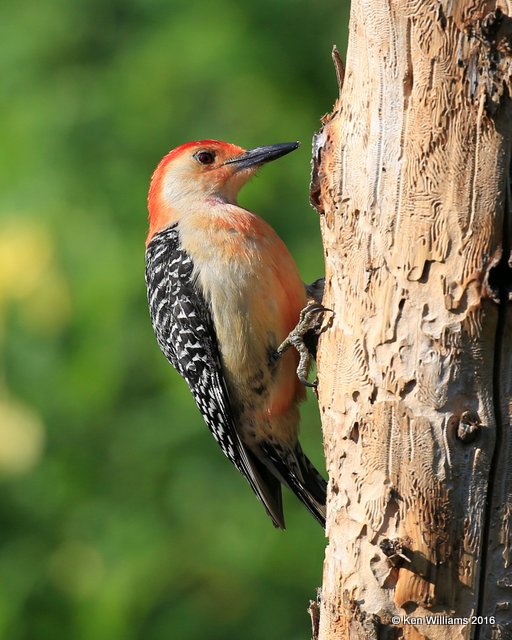 Red-bellied Woodpecker male, Rogers Co yard, OK, 5-8-16, Jpa_52985.jpg