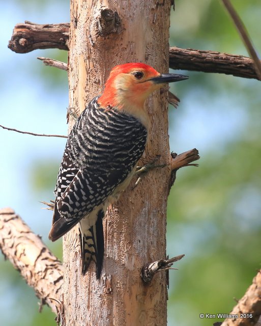 Red-bellied Woodpecker, Rogers Co yard, OK, 4-29-16, Jpa_51407.jpg