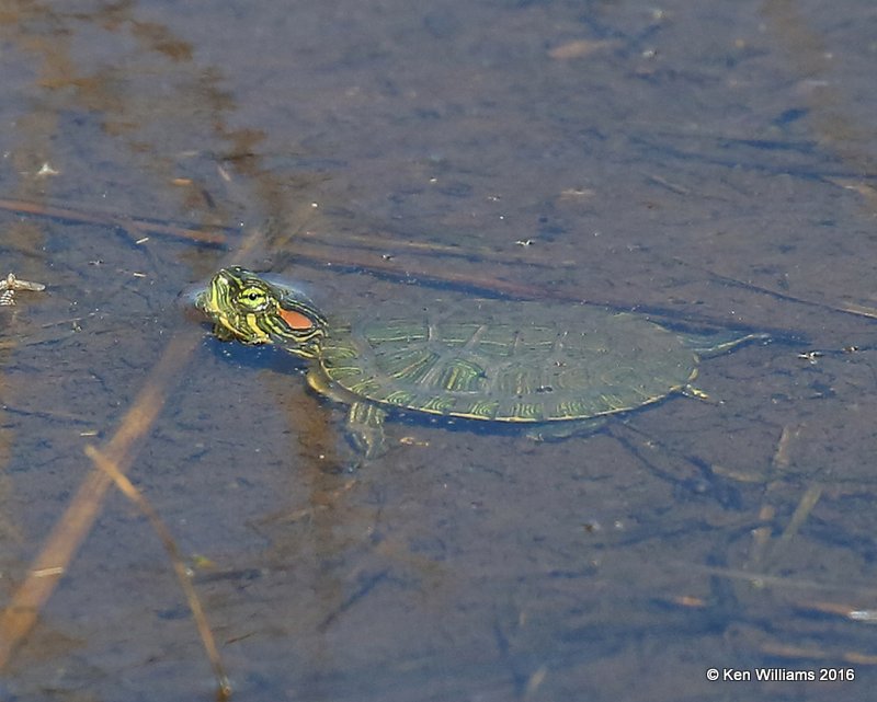 Red-eared Slider, Tulsa Co, OK, 5-13-16, Jpa_54432.jpg