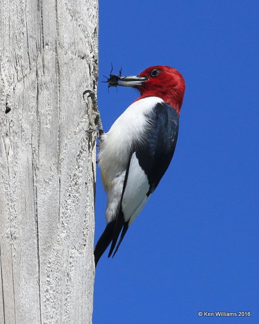 Red-headed Woodpecker, Tulsa Co, OK, 5-1-16, Jpa_51744.jpg