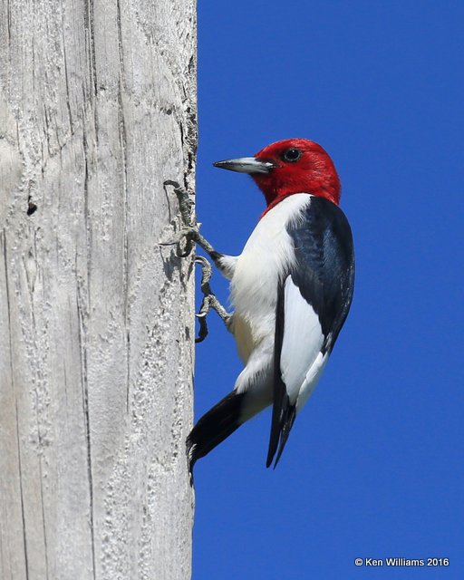 Red-headed Woodpecker, Tulsa Co, OK, 5-1-16, Jpa_51760.jpg