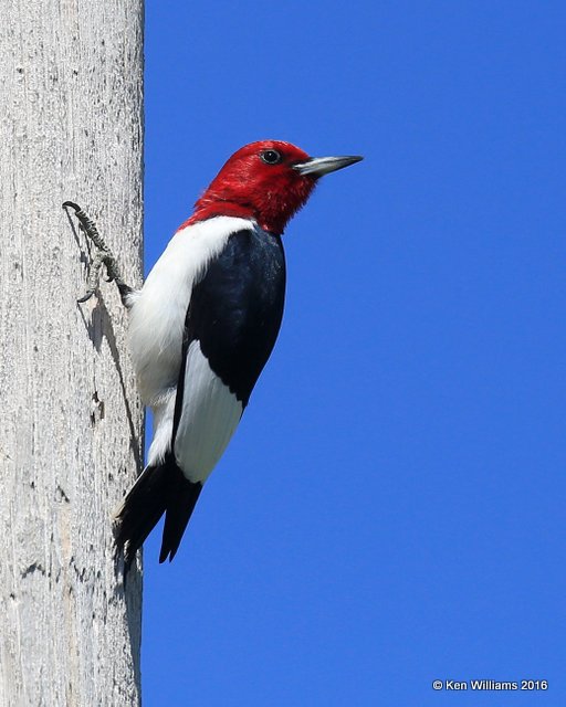 Red-headed Woodpecker, Tulsa Co, OK, 5-1-16, Jpa_51769.jpg