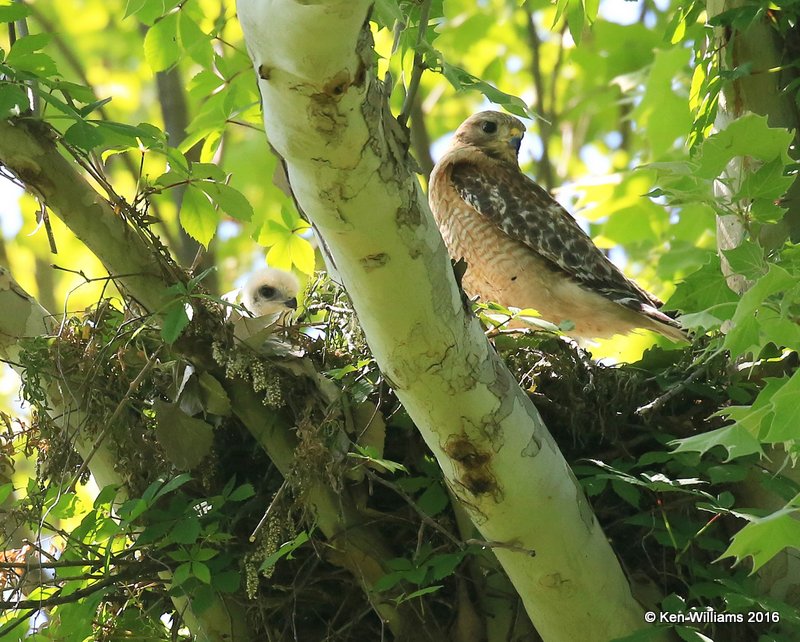 Red-shouldered Hawk with chick, Mohawk Park, Tulsa, OK, 5-7-16, Jpa_52842.jpg