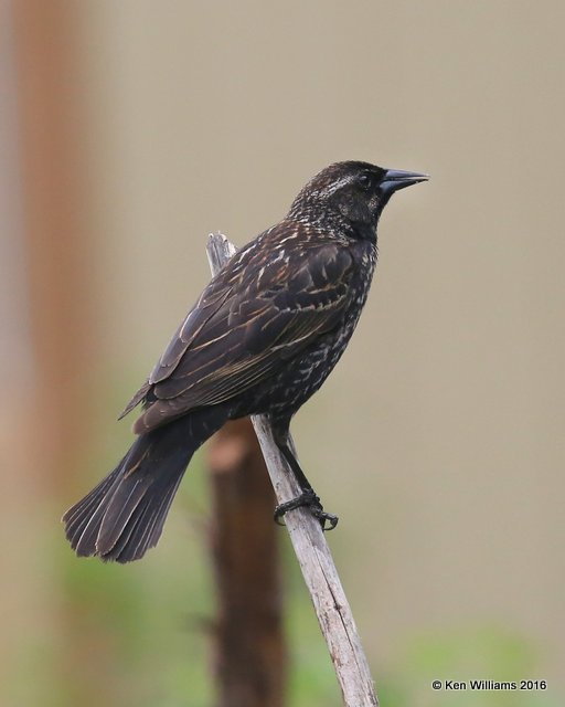 Red-winged Blackbird female, Rogers Co yard, OK, 5-2-16, Jpa_51869.jpg