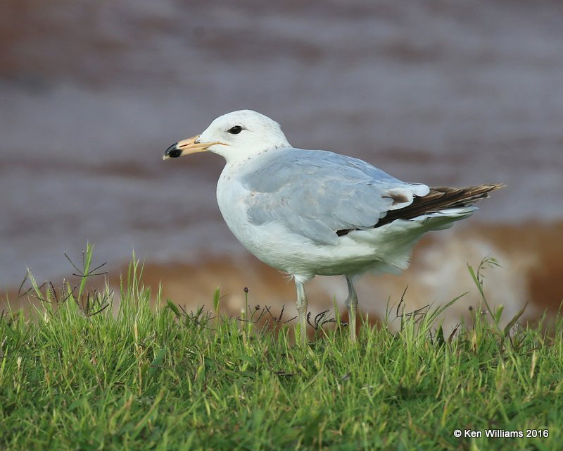 Ring-billed Gull - 2nd cycle, Lake Hefner, OK, 5-25-16, Jpa_55949.jpg