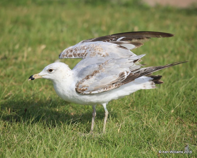 Ring-billed Gull - 2nd cycle, Lake Hefner, OK, 5-25-16, Jpa_55987.jpg