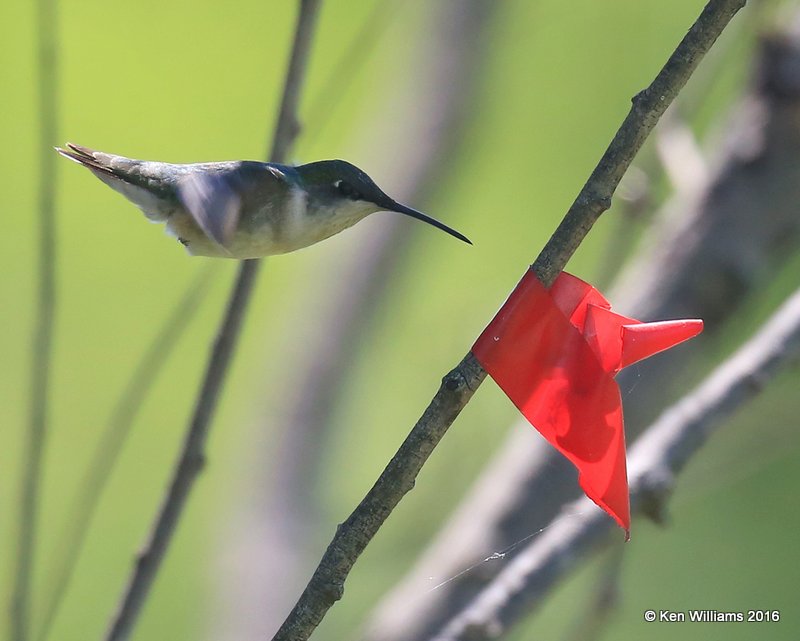 Ruby-throated Hummingbird female, Mohawk Park, Tulsa, OK, 5-3-16, Jpa_52118.jpg