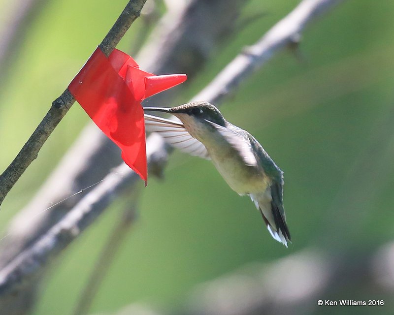 Ruby-throated Hummingbird female, Mohawk Park, Tulsa, OK, 5-3-16, Jpa_52123.jpg
