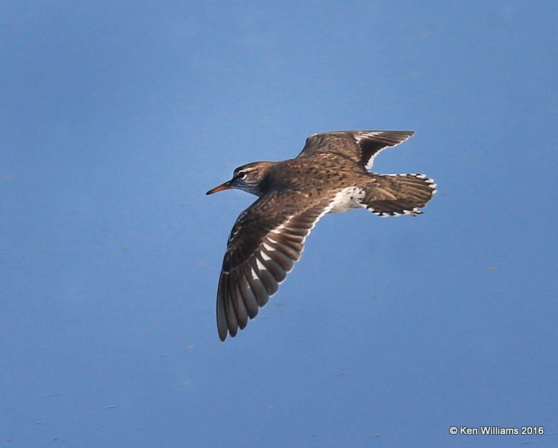 Spotted Sandpiper, Mohawk Park, Tulsa, OK, 5-5-16, Jpa_52492.jpg