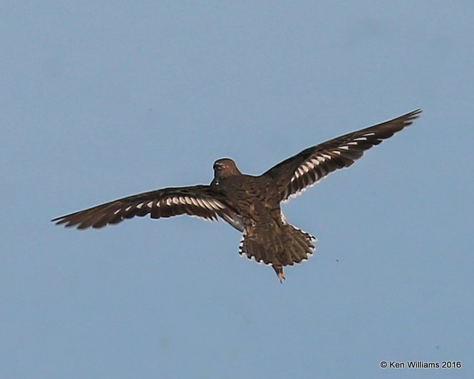 Spotted Sandpiper, Mohawk Park, Tulsa, OK, 5-5-16, Jpa_52500.jpg