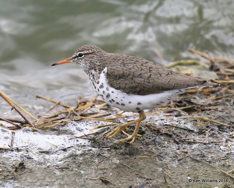 Spotted Sandpiper, Tulsa Co, OK, 5-18-16, Jpa_55205.jpg