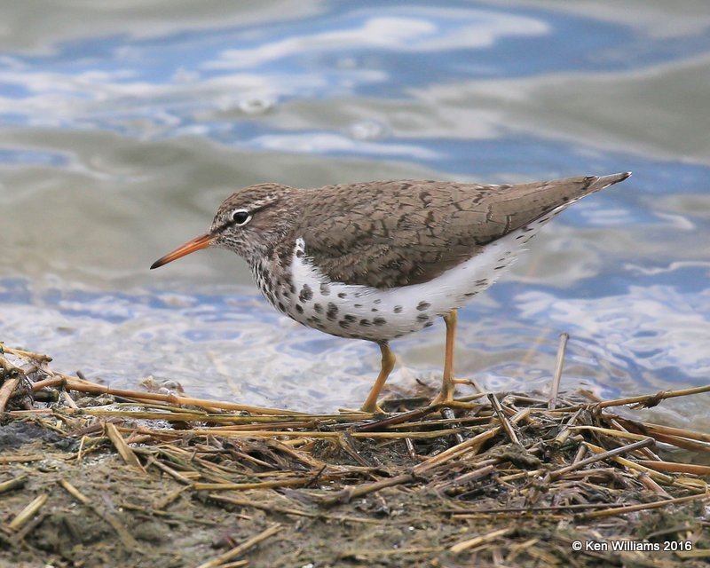 Spotted Sandpiper, Tulsa Co, OK, 5-18-16, Jpa_55219.jpg