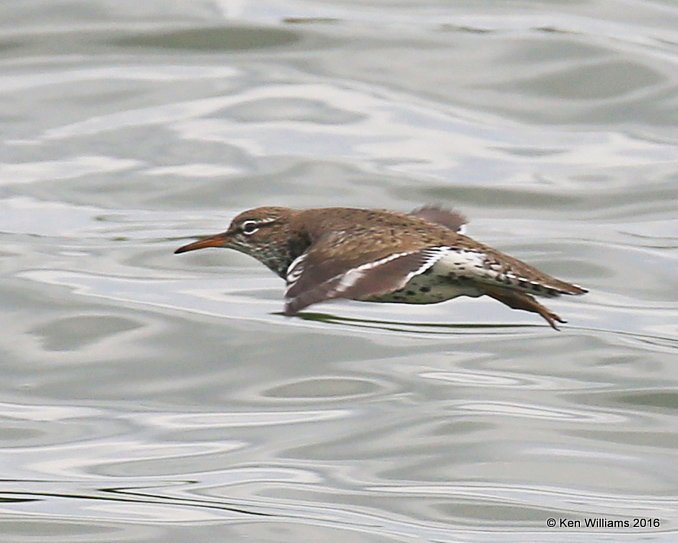 Spotted Sandpiper, Tulsa Co, OK, 5-18-16, Jpa_55242.jpg