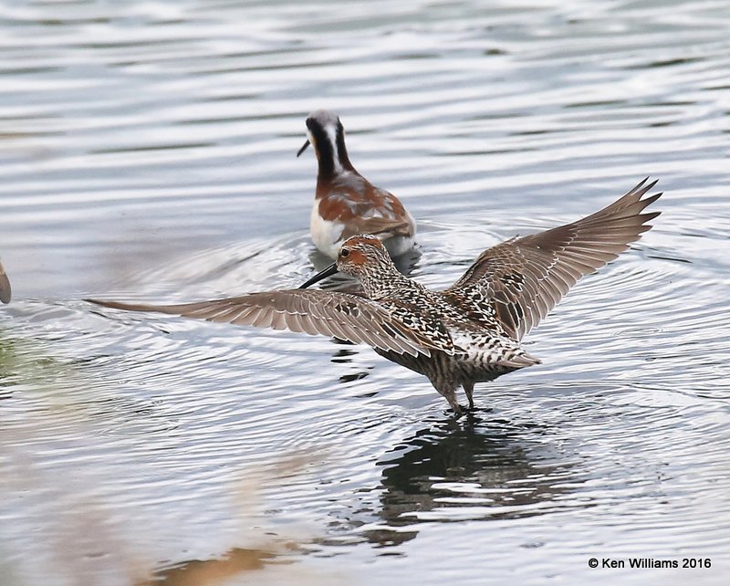 Stilt Sandpiper breeding plumage, Tulsa Co, OK, 5-18-16, Jpa_54720.jpg