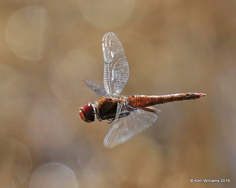 Wandering Glider, Tulsa Co, OK, 4-28-16, Jpa_51309.jpg