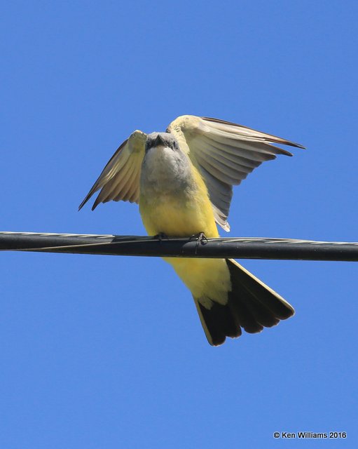 Western Kingbird, Tulsa Co, OK, 4-30-16, Jpa_51432.jpg