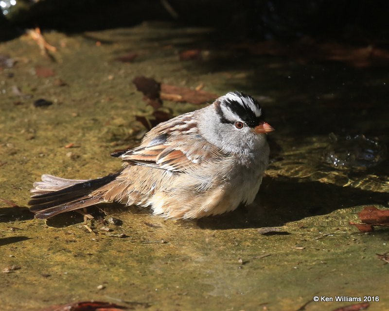 White-crowned Sparrow, Rogers Co yard, OK, 4-29-16, Jpa_51400.jpg