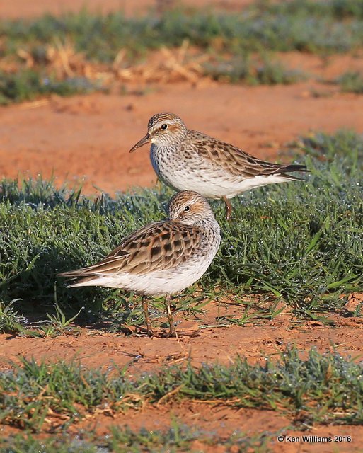 White-rumped Sandpiper, Tulsa Co, OK, 5-13-16, Jpa_53673.jpg