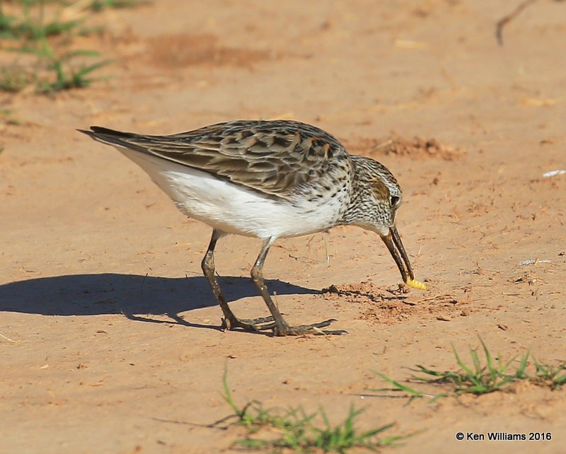 White-rumped Sandpiper, Tulsa Co, OK, 5-13-16, Jpa_54147.jpg