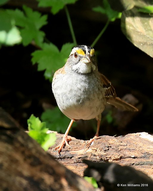 White-throated Sparrow, Rogers Co yard, OK, 4-27-16, Jpa_50555.jpg