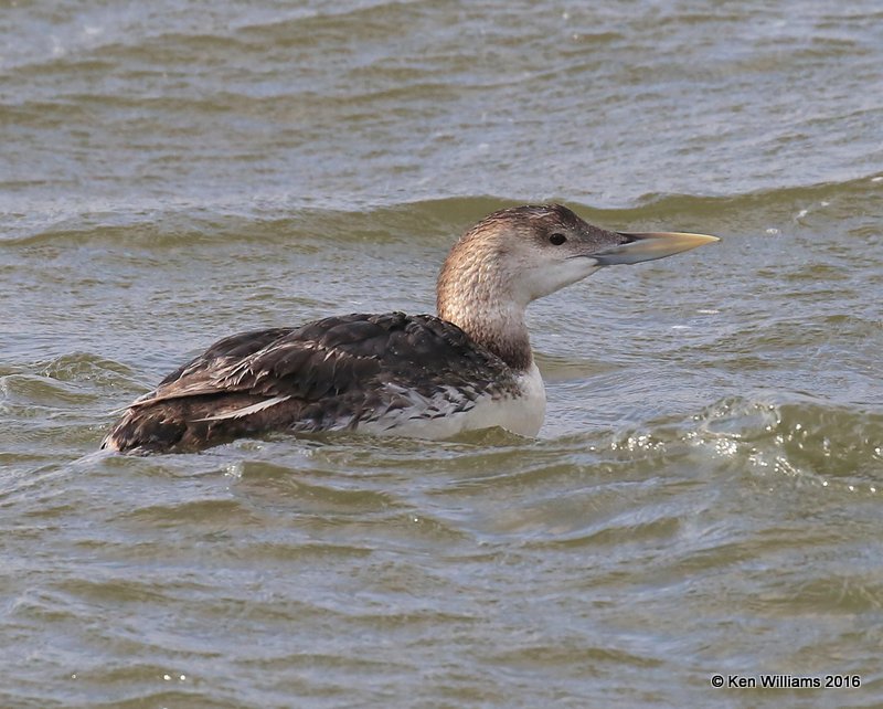 Yellow-billed Loon juvenile, Lake Hefner, OK, 5-25-16, Jpa_55795.jpg