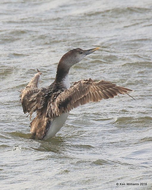 Yellow-billed Loon juvenile, Lake Hefner, OK, 5-25-16, Jpa_55858.jpg