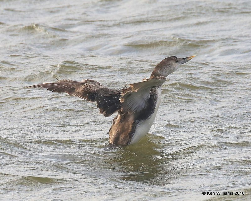 Yellow-billed Loon juvenile, Lake Hefner, OK, 5-25-16, Jpa_55859.jpg