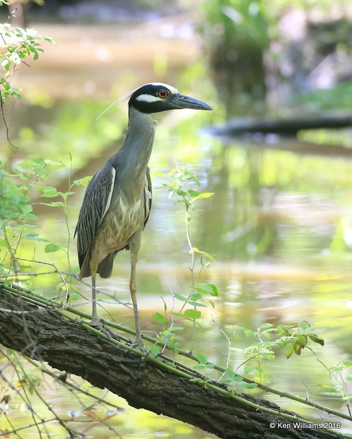 Yellow-crowned Night-Heron, Mohawk Park, Tulsa, OK, 5-7-16, Jpa_52790.jpg