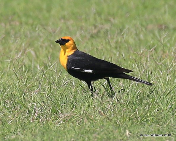 Yellow-headed Blackbird male, Tulsa Co, OK, 5-1-16, Jpa_51777.jpg