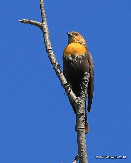 Yellow-headed Blackbird female, Tulsa Co, OK, 5-5-16, Jpa_52657.jpg