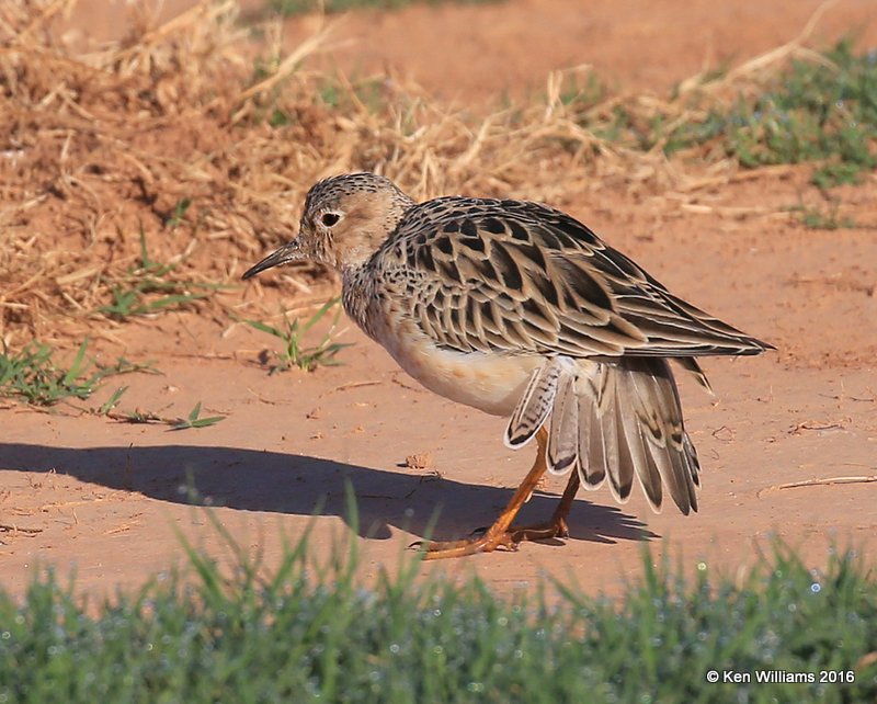 Buff-breasted Sandpiper pre strut, Tulsa Co, OK, 5-13-16, Jpa_53957.jpg