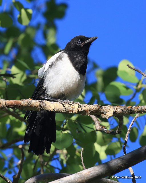 Black-billed Magpie juvenile, N. Delores CO, 6_20_2016_Jpa_21183.jpg