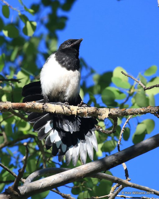 Black-billed Magpie juvenile, N. Delores CO, 6_20_2016_Jpa_21185.jpg