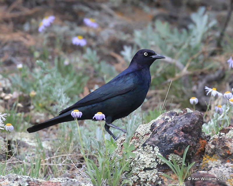 Brewer's Blackbird male, Rocky Mt. NP, CO, 6_14_2016_Jpa_19063.jpg