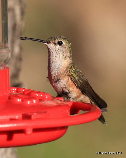 Broad-tailed Hummingbird female, Estes Park, CO, 6_14_2016_Jpa_19210.jpg
