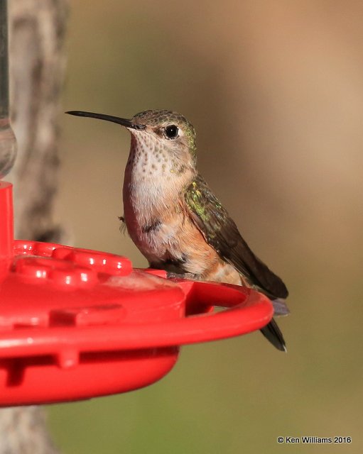 Broad-tailed Hummingbird female, Estes Park, CO, 6_14_2016_Jpa_19212.jpg