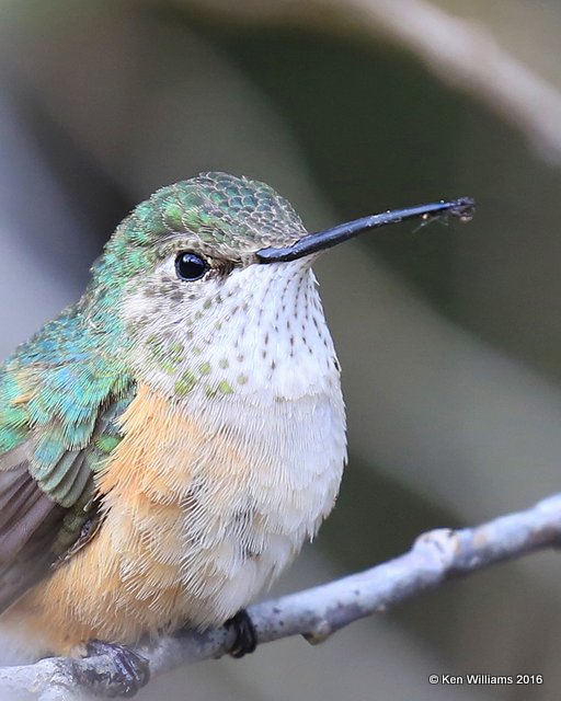 Broad-tailed Hummingbird female, Mt Evans, CO, 06_12_2016_Jpa3_18100.jpg