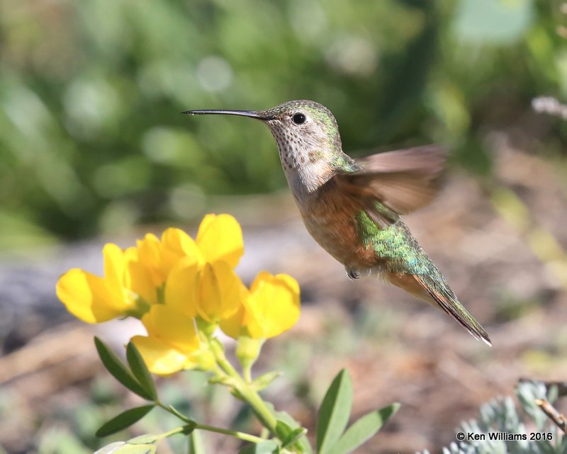 Broad-tailed Hummingbird female, Rocky Mt. NP, CO, 6_14_2016_Jpa_19100.jpg