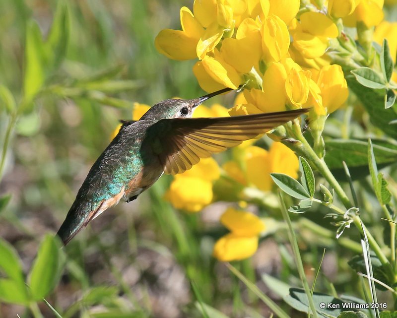 Broad-tailed Hummingbird female, Rocky Mt. NP, CO, 6_14_2016_Jpa_19149.jpg