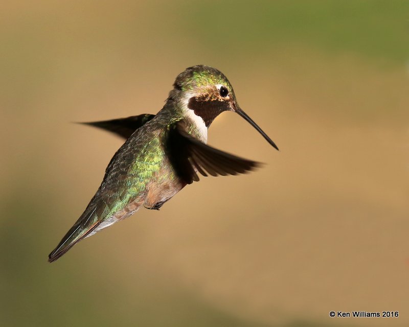 Broad-tailed Hummingbird male, Estes Park, CO, 6_14_2016_Jpa_19220.jpg