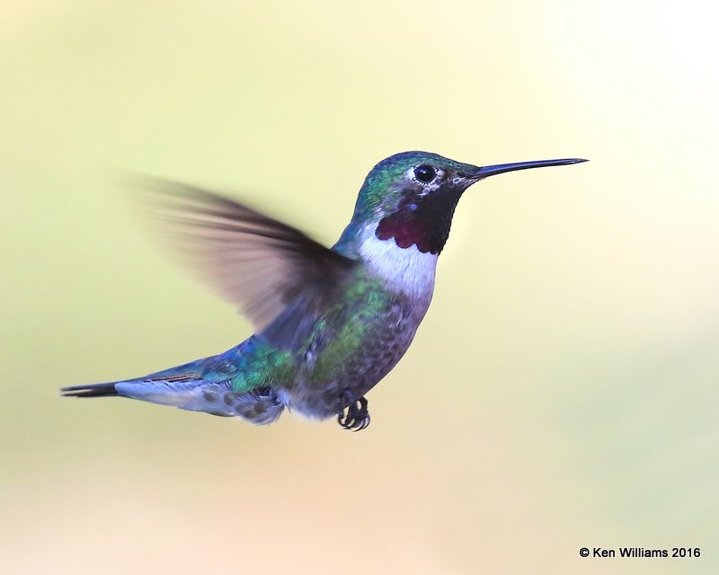 Broad-tailed Hummingbird male, Estes Park, CO, 6_14_2016_Jpa_19231.jpg