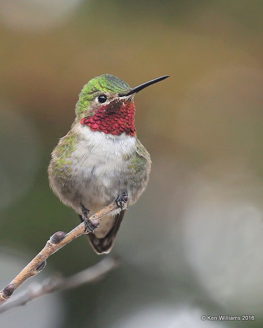 Broad-tailed Hummingbird male, Mt Evans, CO, 6-13-16, Jpa_18417.jpg