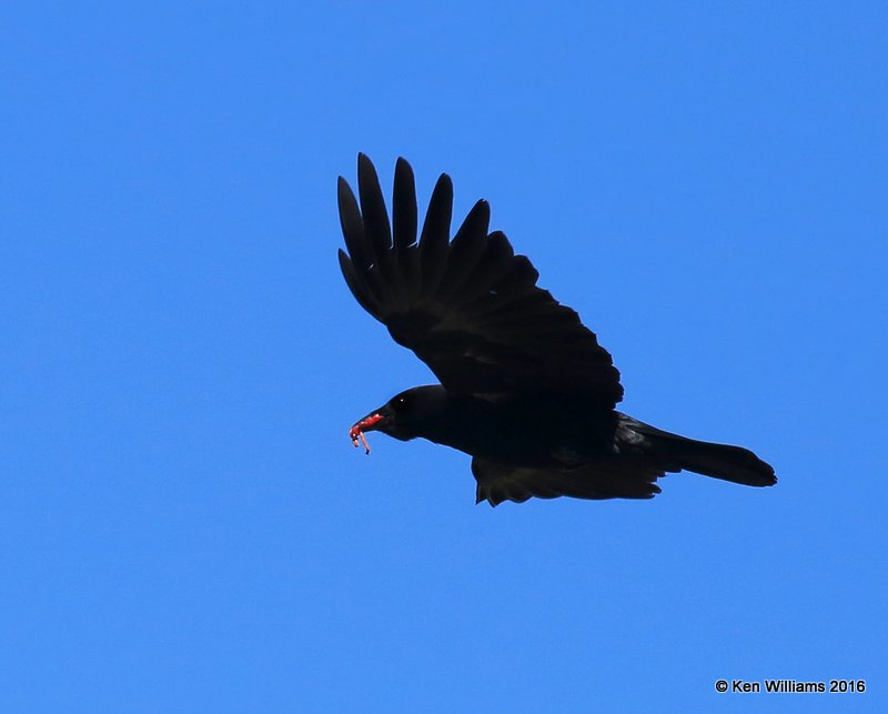 Common Raven, Rocky Mt. NP, CO, 6_15_2016_Jpa_19331.jpg