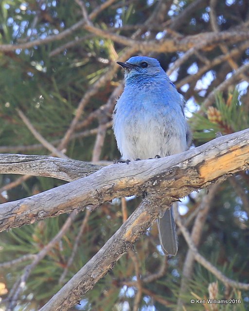 Mountain Bluebird male, Grandby Lake, CO, 6_17_16_Jpa_20580.jpg