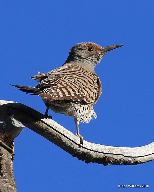 Northern Flicker, Red-shafted variety female, Rocky Mt NP,  6_15_2016_Jpa_19721.jpg