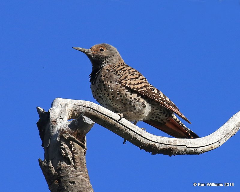 Northern Flicker, Red-shafted variety female, Rocky Mt NP,  6_15_2016_Jpa_19728.jpg